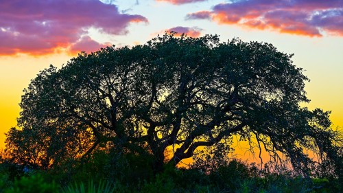 Live Oak over Eagle Ford in South Texas where ConocoPhillips operates.